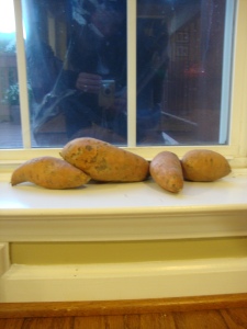 sweet potatoes in the window sill...fall artwork?